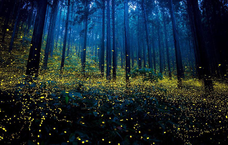 Are There Fireflies in Europe?